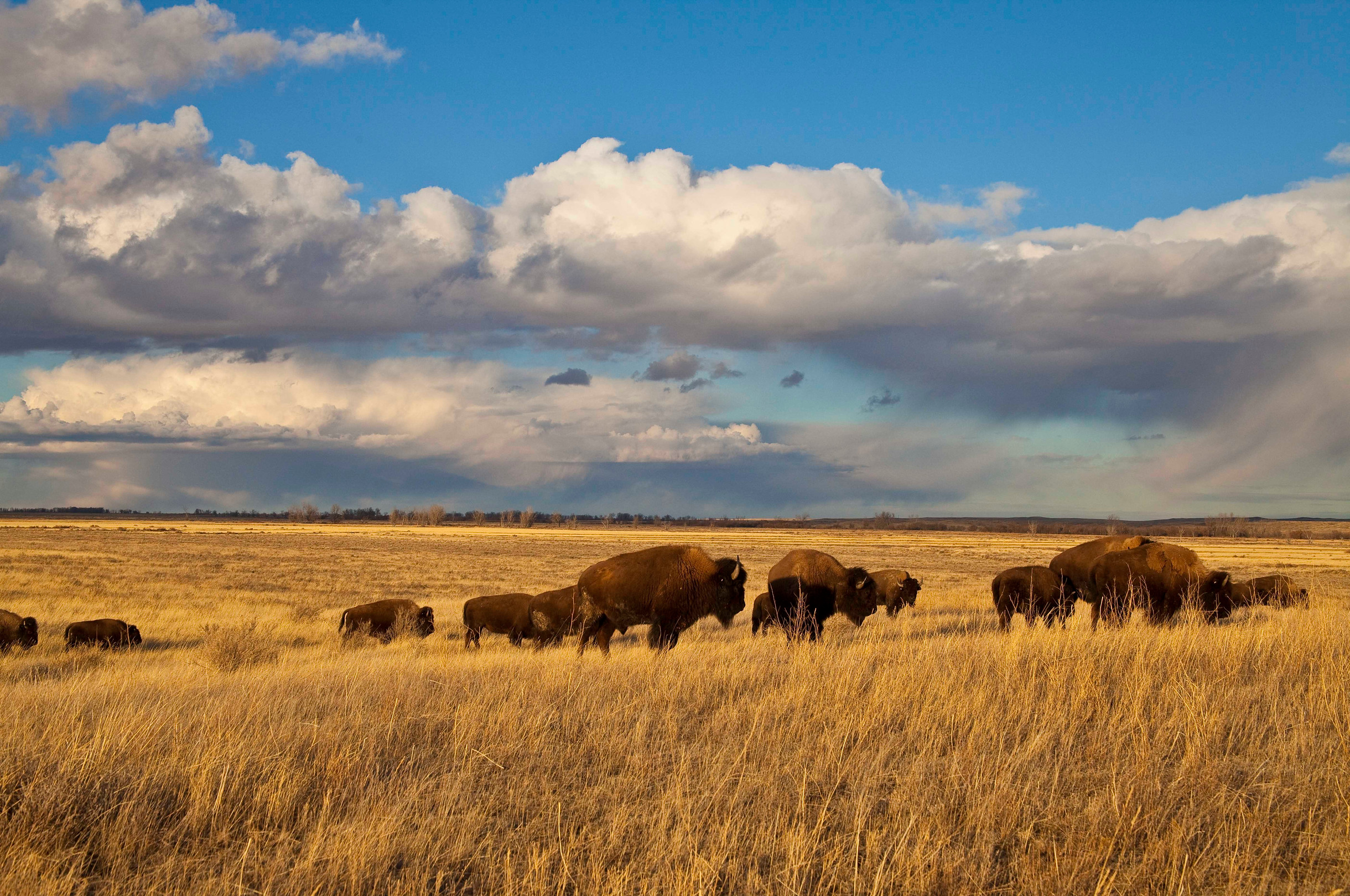 Grasslands are known by