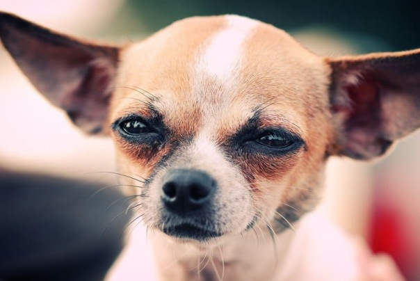 Собака с прищуром мем My name is Inigo Montoya. You killed my father....prepare to die! Stud dog, Chih