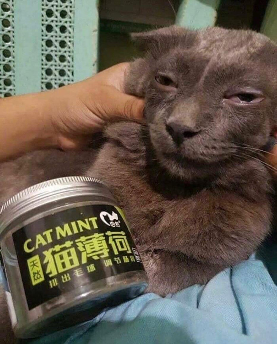 Пукают ли кошки