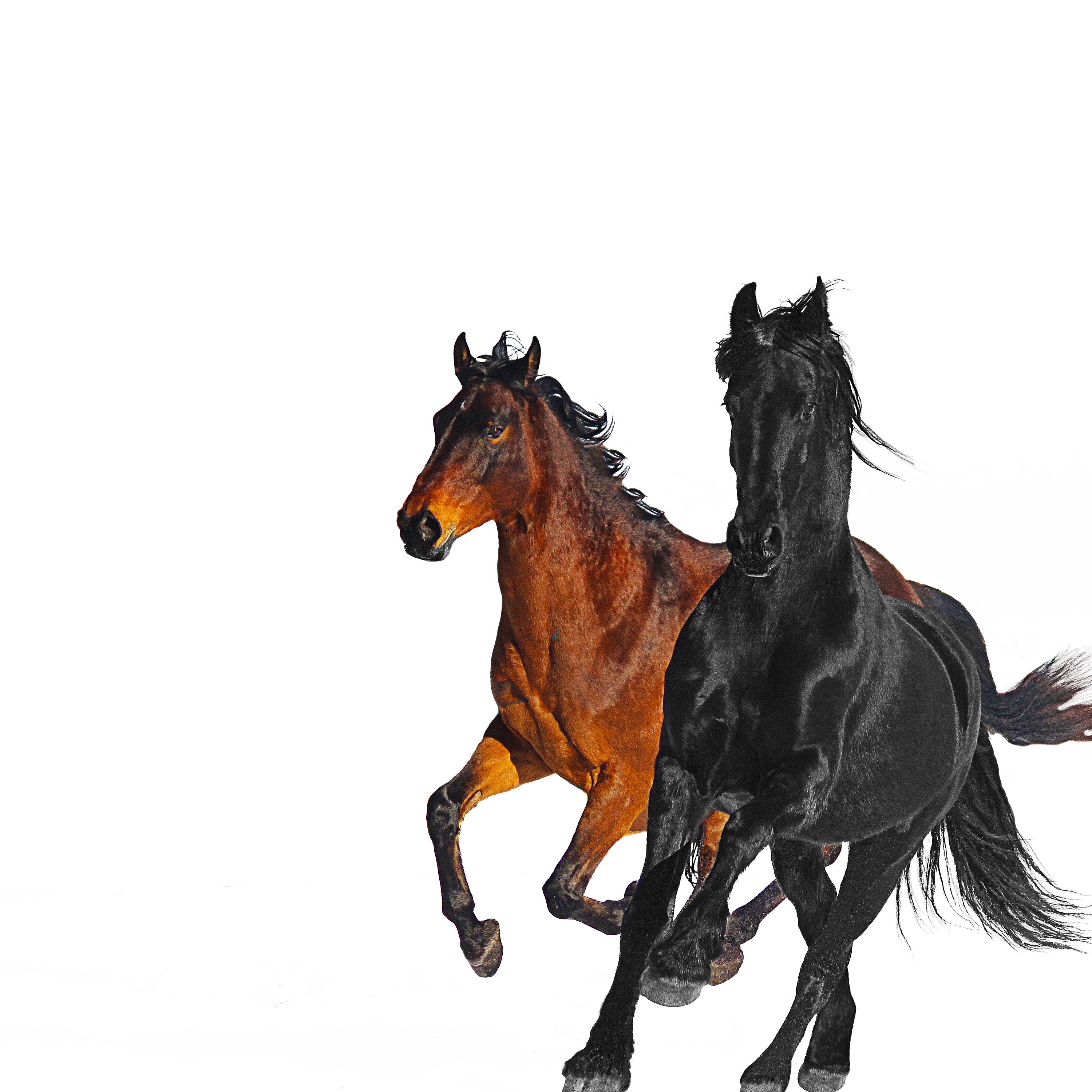 Old town road horses