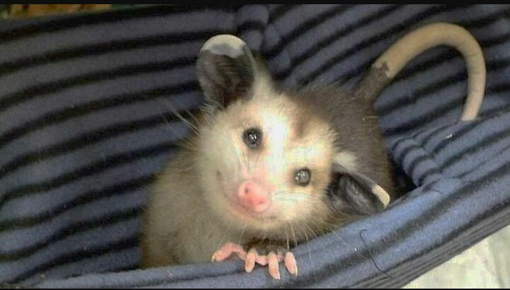 Девушка держит опоссума мем Possum Every Hour on Twitter