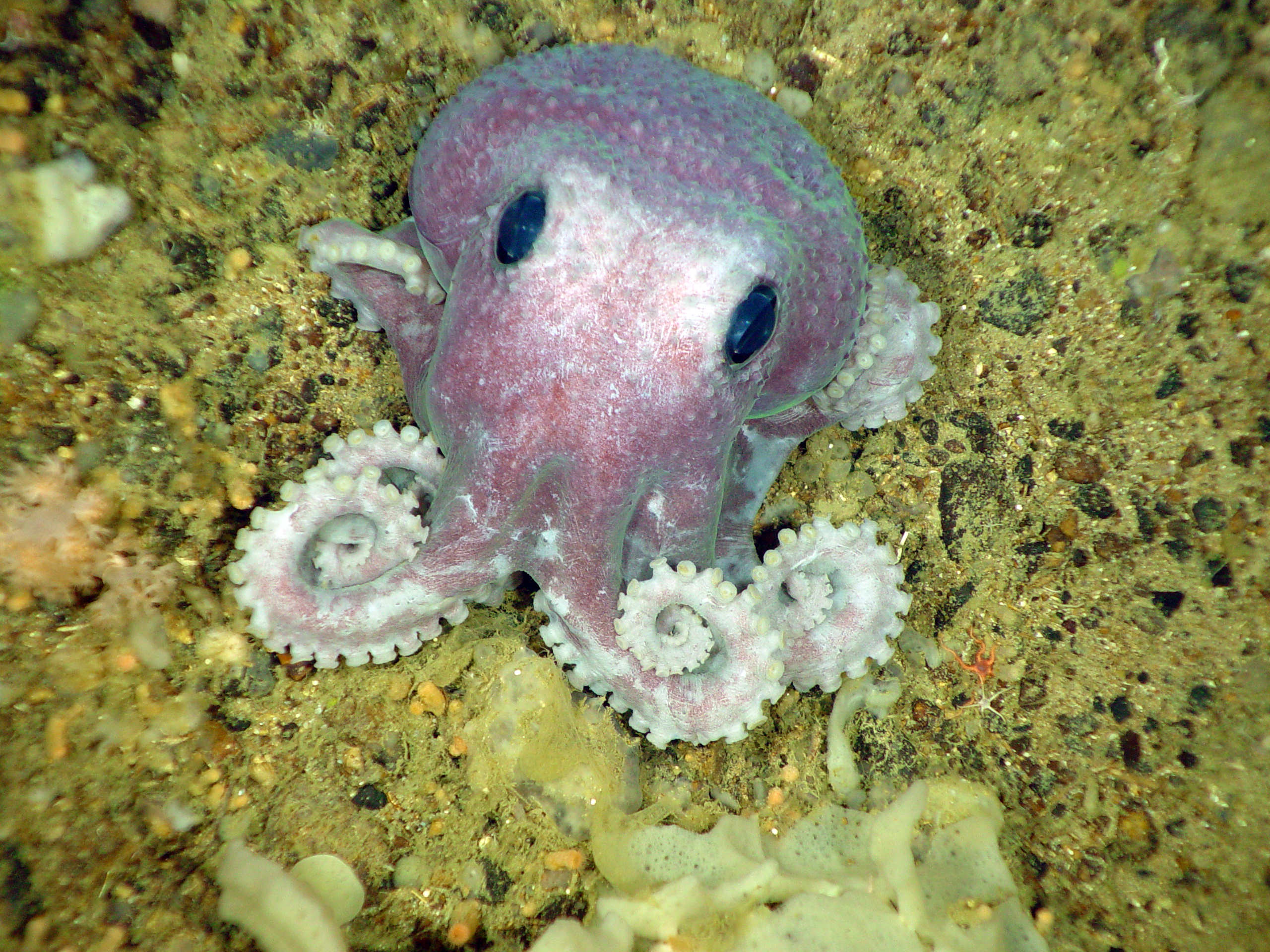 Спрут морское животное