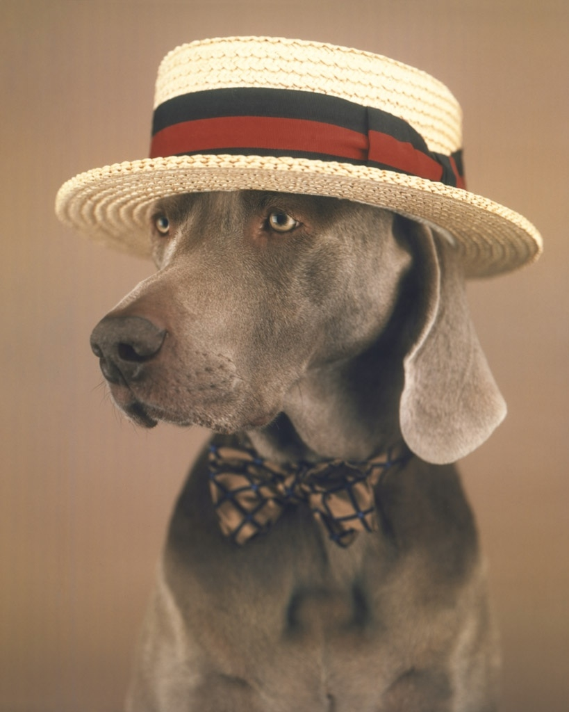 Пес шляпа. Вильям Вегман. Собака в шляпе. Шляпки для собак. Собачка в шляпке.