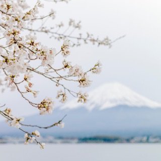 Yami/Hikari Profile Picture