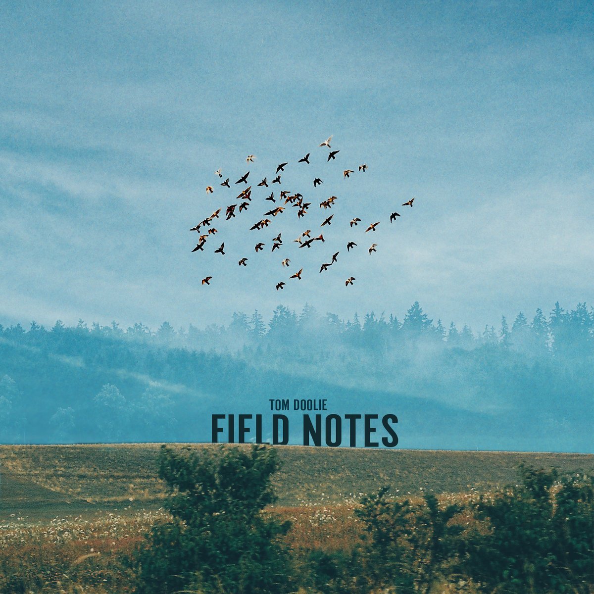 Cottonwine Field Notes