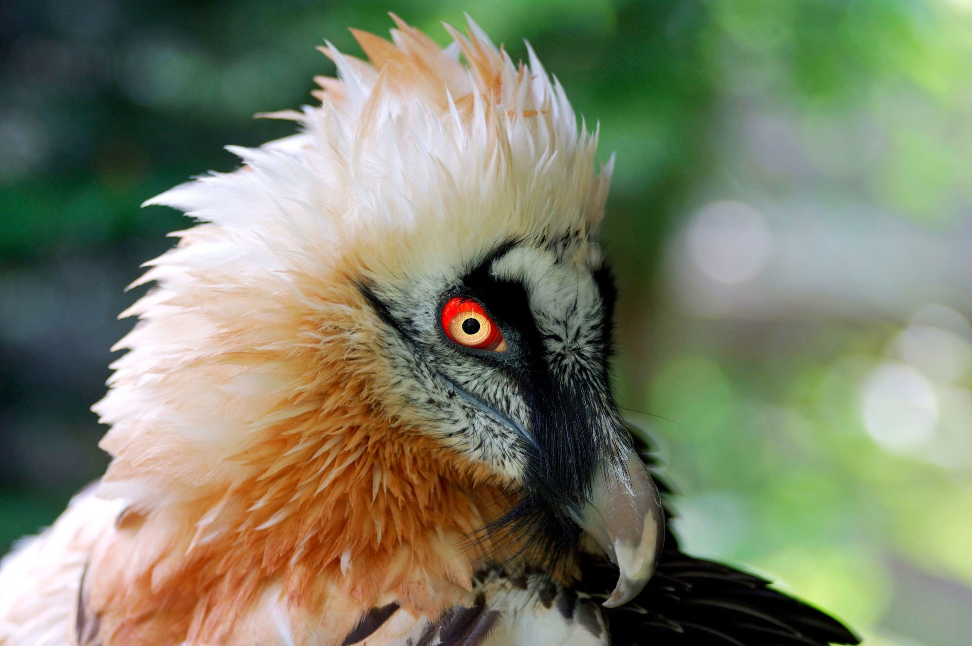 Орел бородач фото Pin by Dragon Palace on Animals/Животные Animals, Fauna, Birds