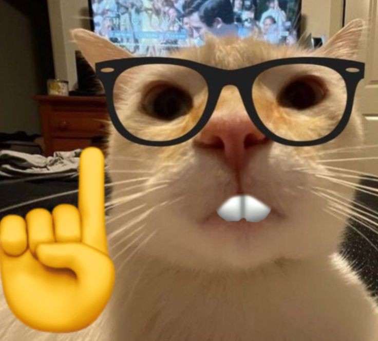 Рандомные коты