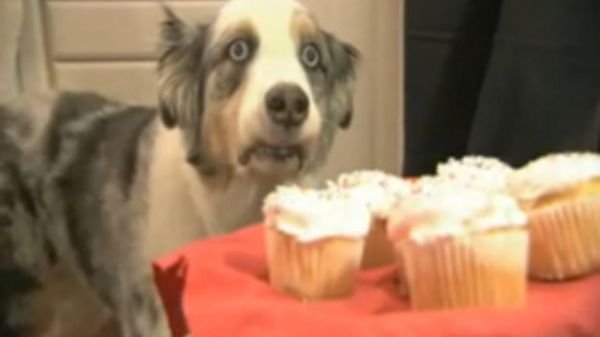 21 Best GIFs Of All Time Of The Week #173 Video Video Undertale funny, Undertale