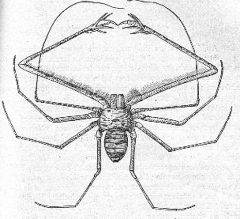 Как спариваются пауки схема