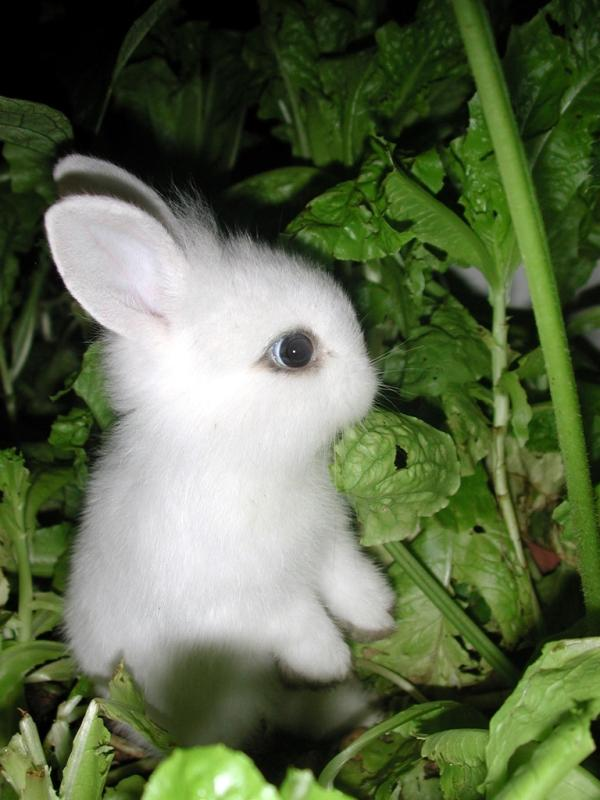 Как выглядит белый зайчик Branquinha como a neve Animals beautiful, Snow animals, Most beautiful animals