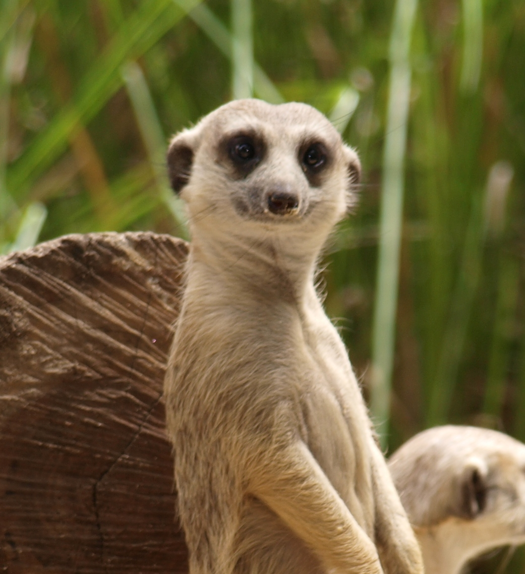 pichit’s Music Profile Last.fm