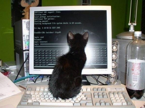 Почему котикам компьютеры не нравятся