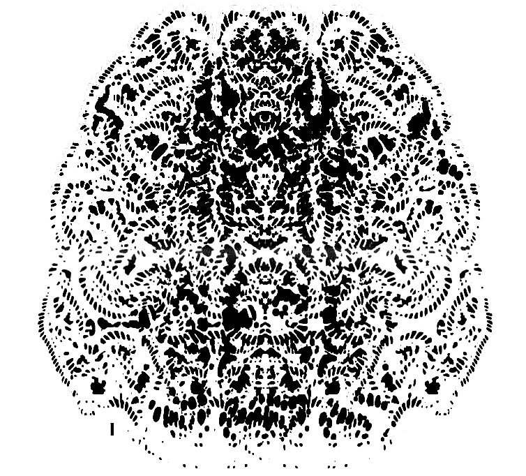 Mollusk