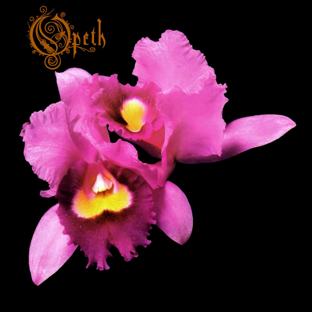orchid album band orchid album band