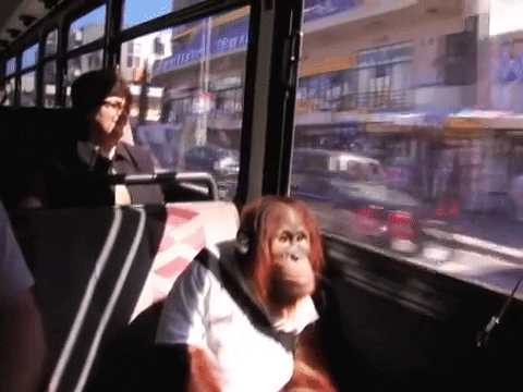 Lost Husky Gets Relaxing Bus Ride, Then Returns Home