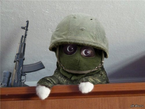 Мемы картинки военных котиков Пин на доске animals Смешная чихуахуа, Котята, Смешные фотографии животных