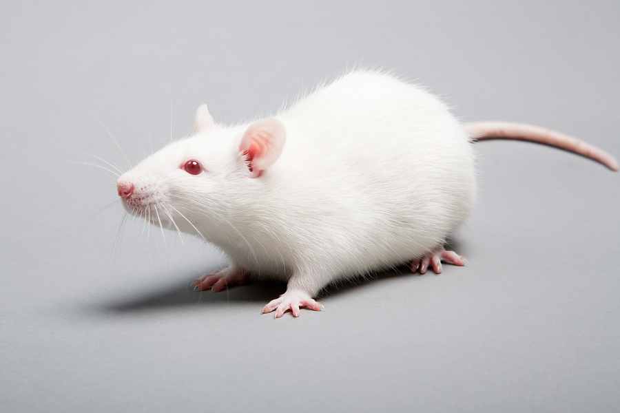 Lab mouse