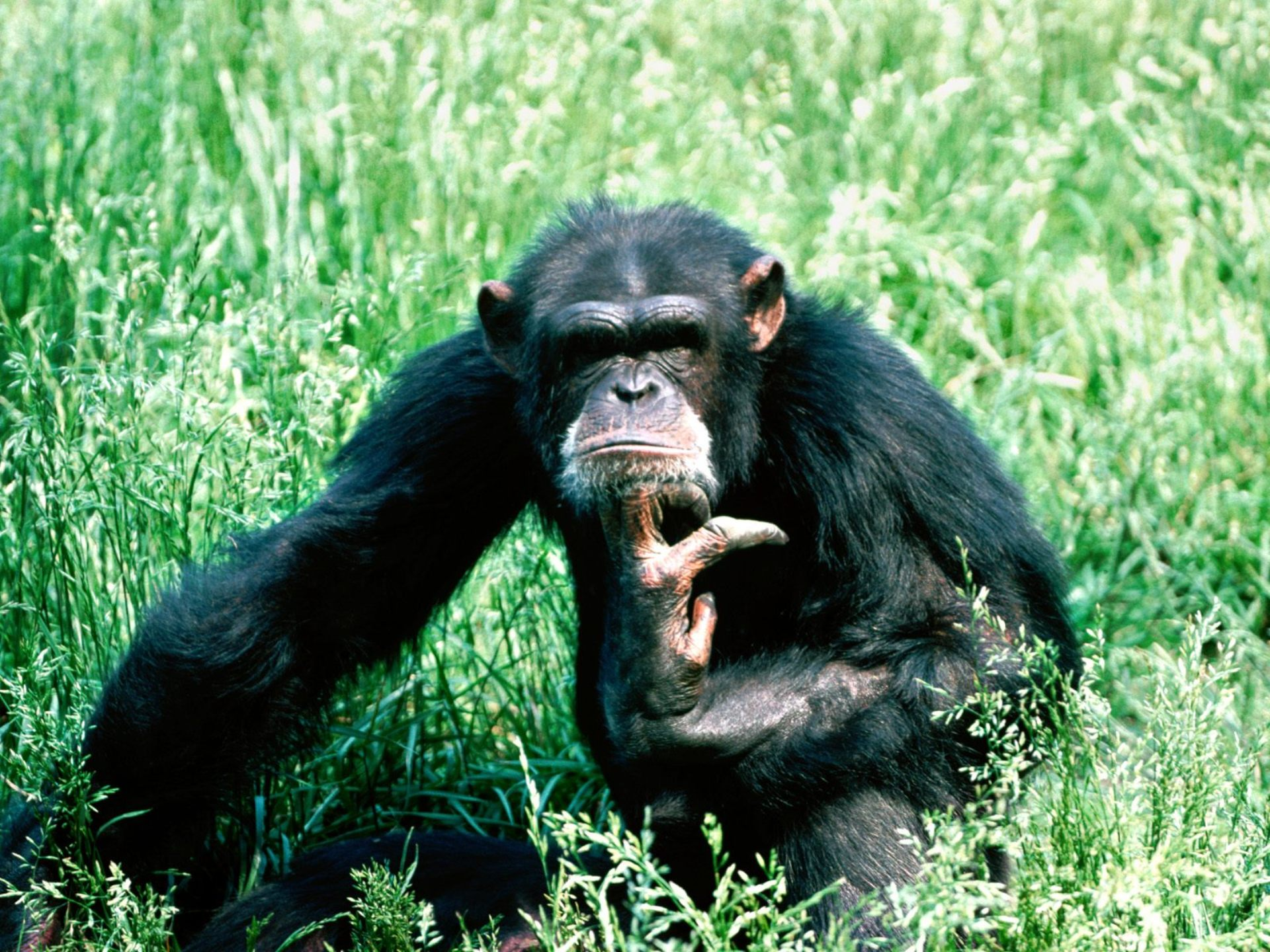 Приматы шимпанзе. Шимпанзе. Смешные обезьяны. Шимпанзе думает. Фото обезьяны.