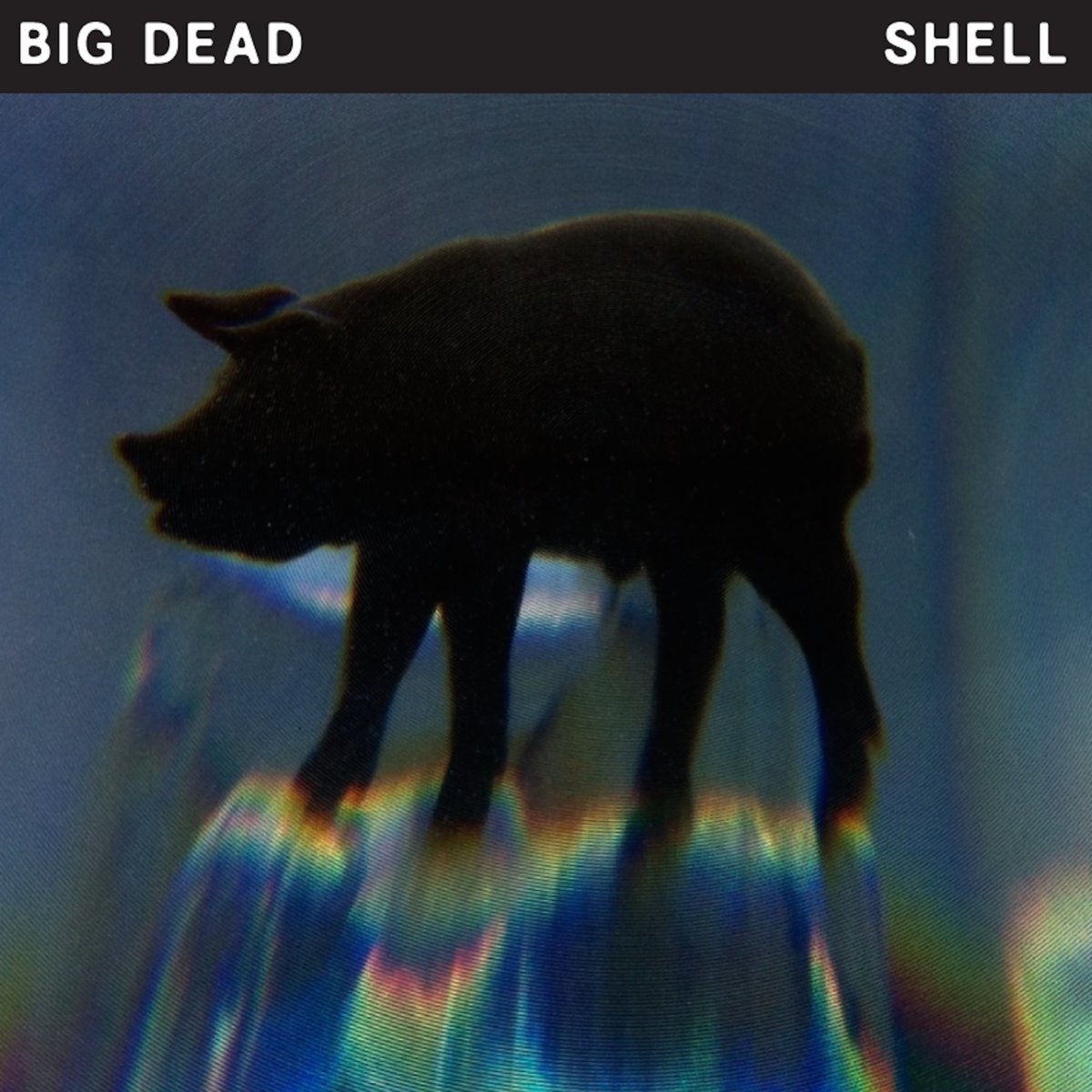 Big shell. Big shell