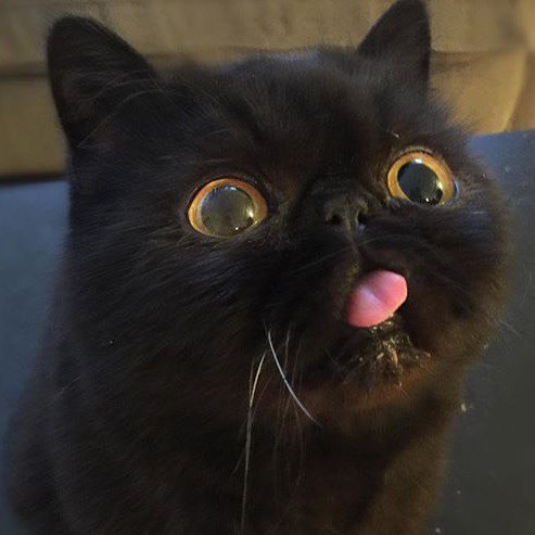 Черный кот с языком мем Greice Sarquiz Gomes (@aravis_tarcaina) * Fotos e vídeos do Instagram Cute cats,