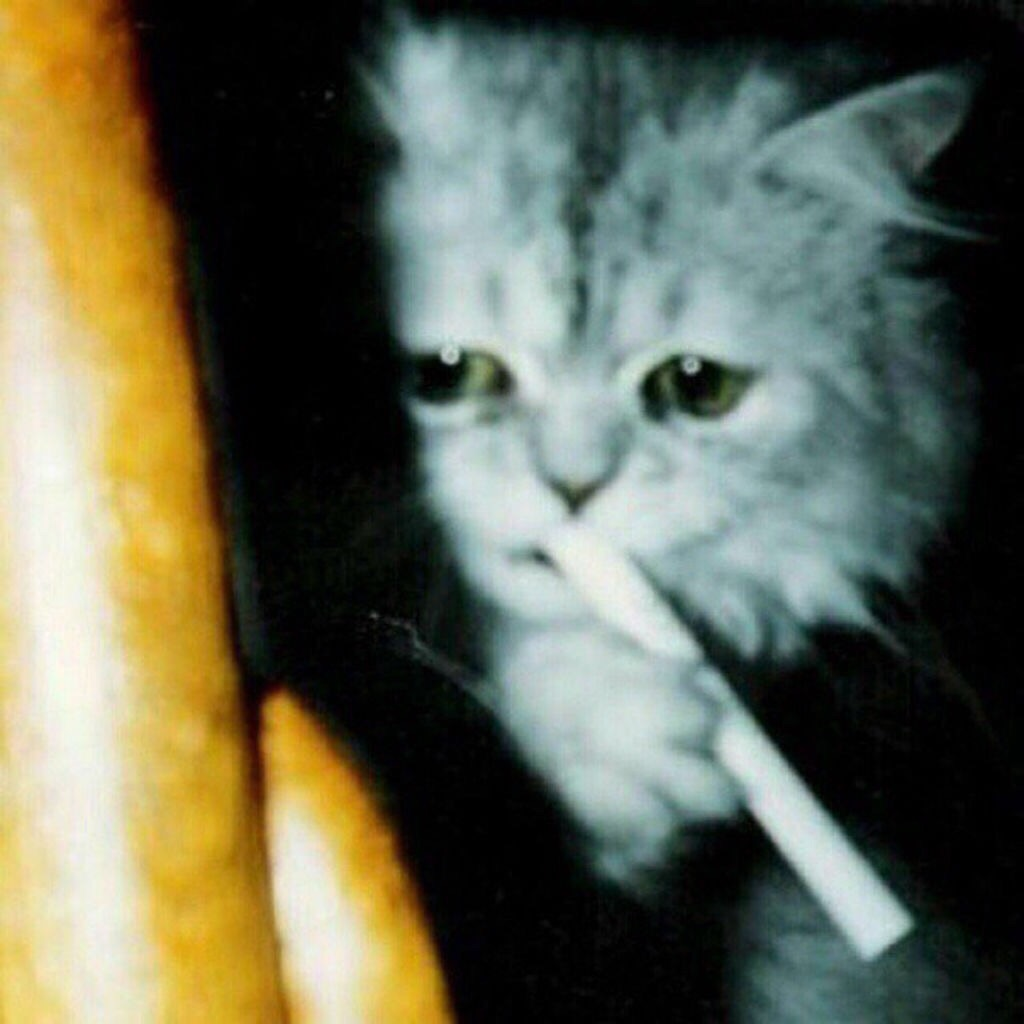Курящая кошка