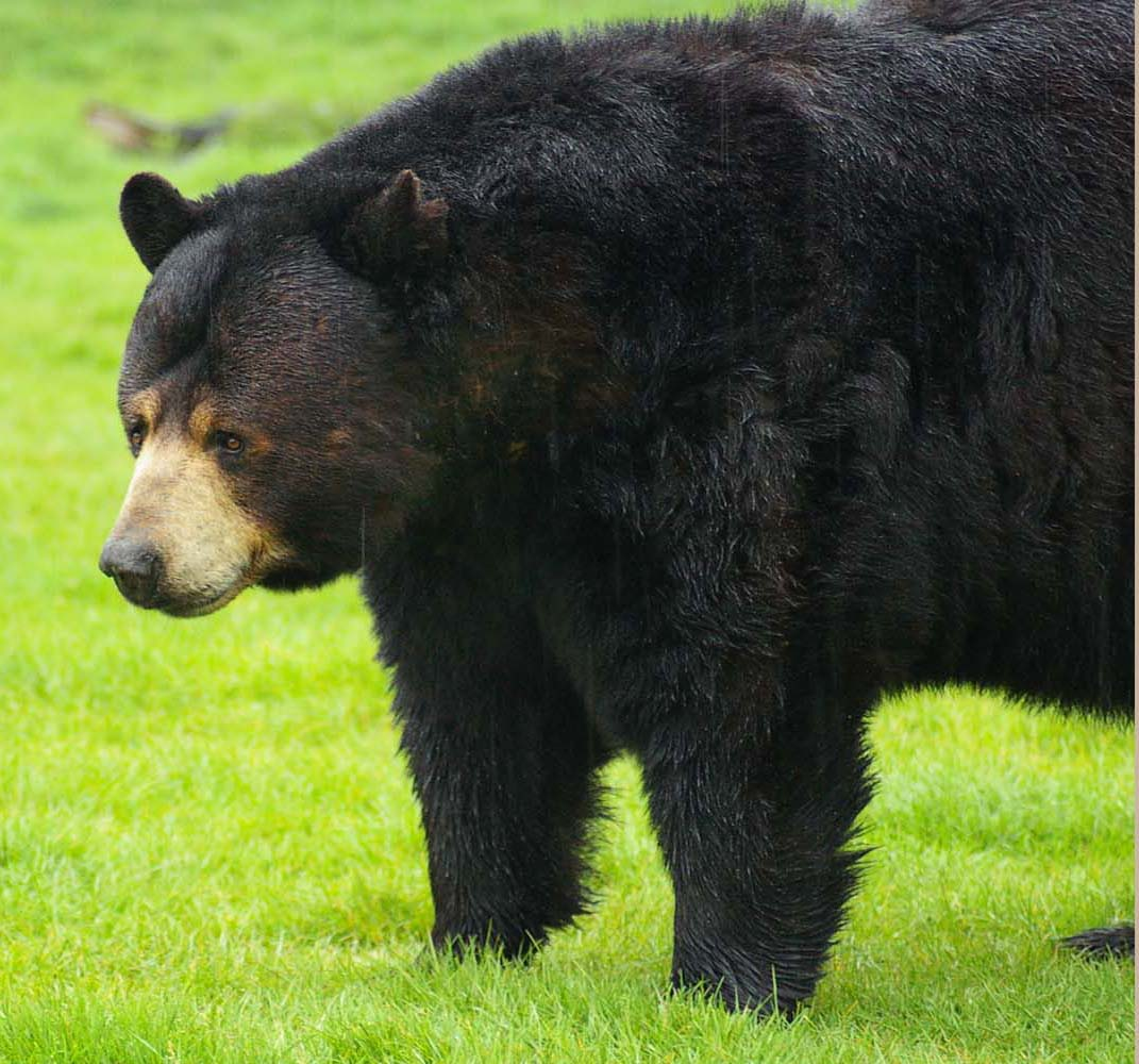 Барибал медведь. Медведи-барибалы (Ursus americanus). Американский Барибал. Американский черный медведь Барибал. Какие медведи хищники