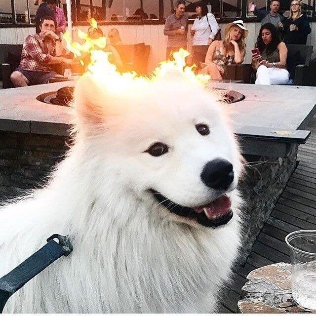 Noob Dog — Boring | Last.fm