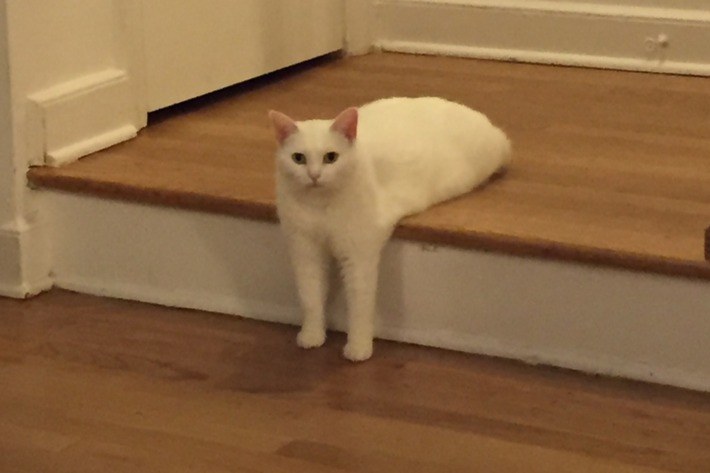 Кот с руками мем
