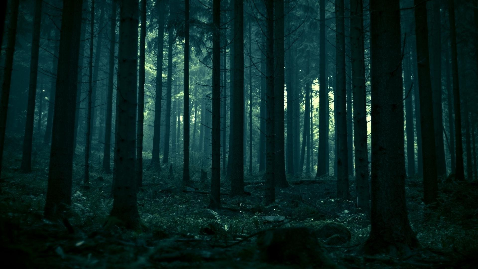 Sombre slahc. Дарк Форест лес. Темный лес the Woods 2005. Ночной лес
