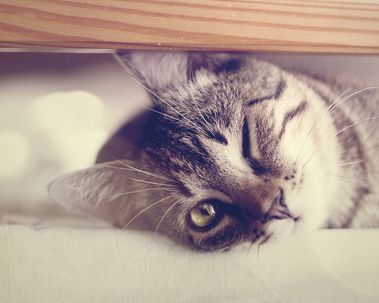 Рыжий кот с ухмылкой. Кот серый. Кошка улыбается. Кошка серая. Радостный кот.