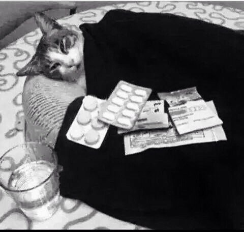 Котик заболел гречанинов