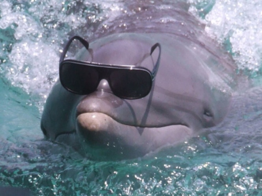 Celebrating Dolphin Day With Some Playful Memes Funny animal jokes, Funny animal