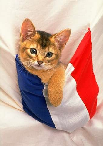Кот по французски