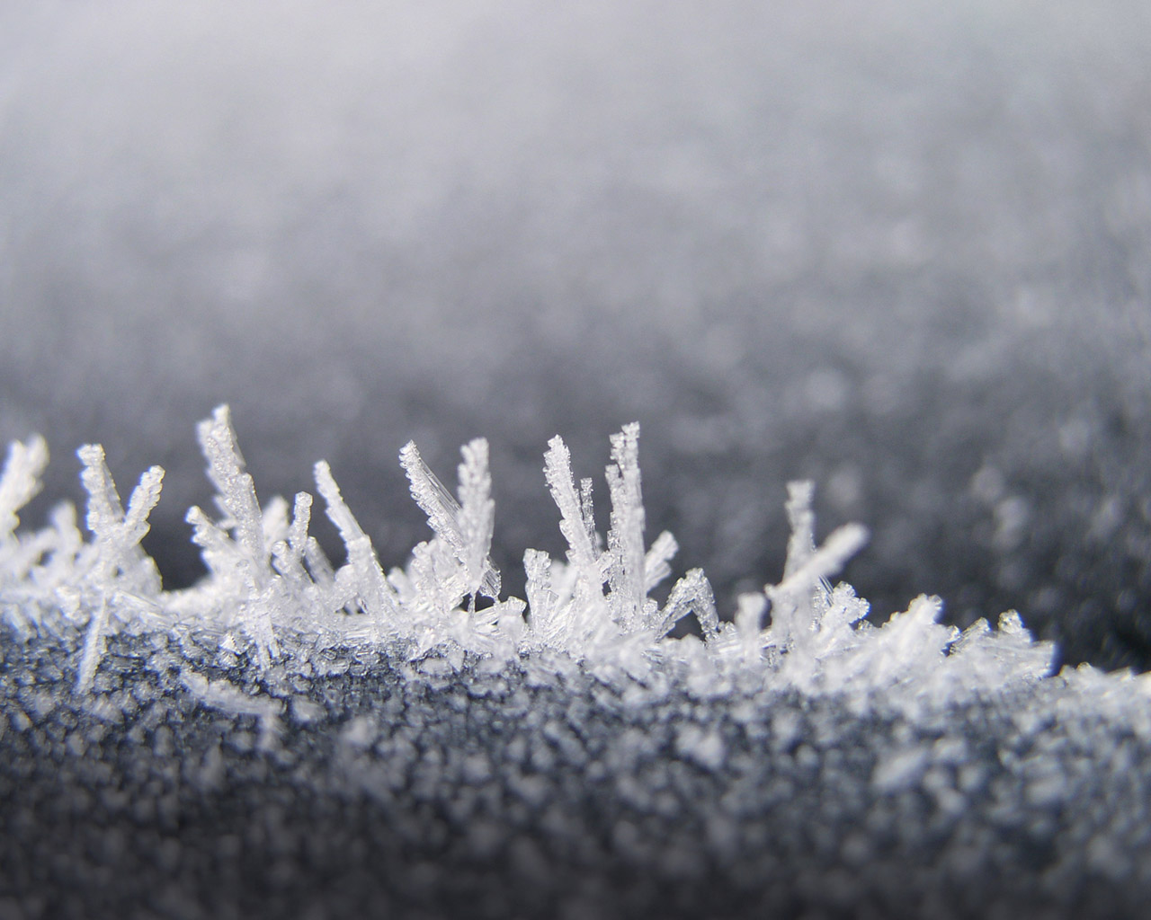 Frosted c