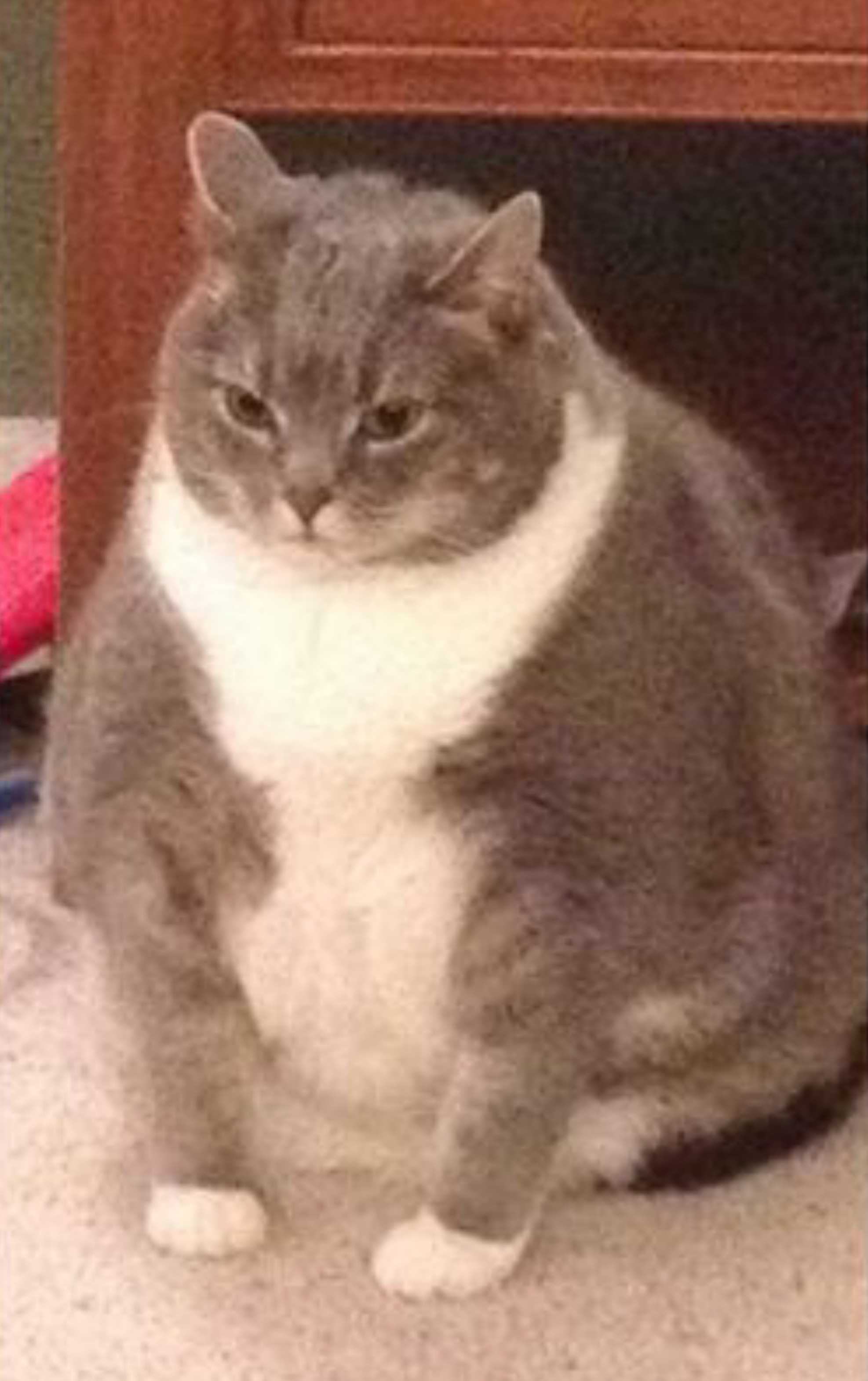 Кот с голубыми глазами тушино. 9 месяцев на кошачьем. Кот 9 месяцев. Кот 9 месяцев. Британская кошка 9 месяцев.