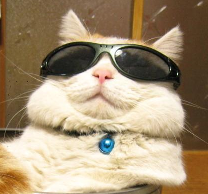 Cats with spectacles - 25 Pics Curious, Funny Photos / Pictures Cat glasses, Cat