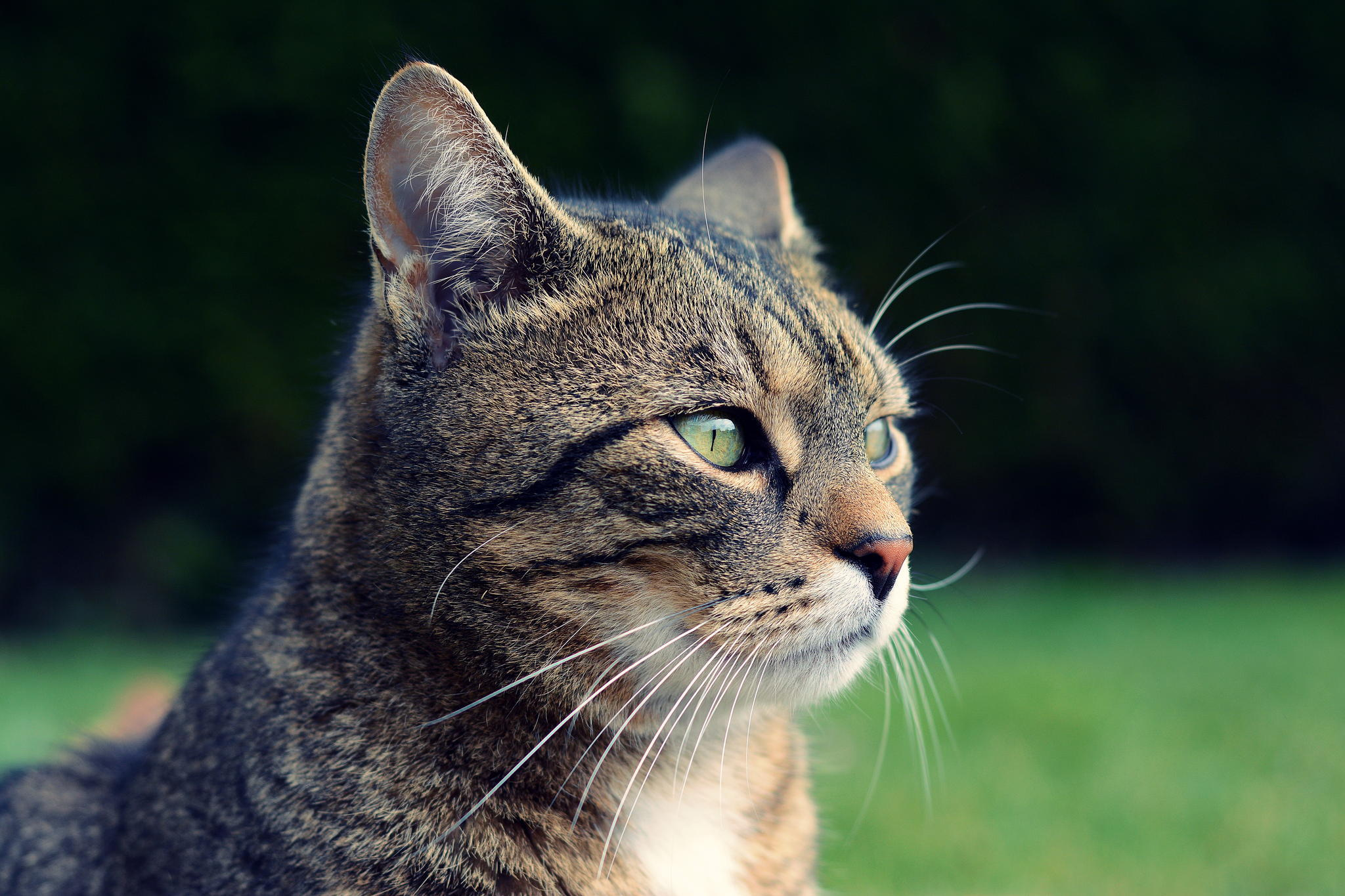 Как выглядит морда кота "Detailed cat face, golden eye color, ." image created in Shedevrum