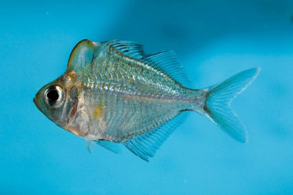 Glassfish Major Melons
