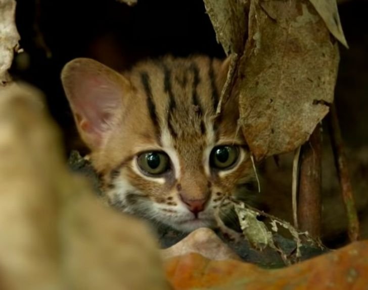 Кошка мали. Черноногая кошка (felis nigripes). Кошка мали. Кошка мали. Rusty spotted cat котята.