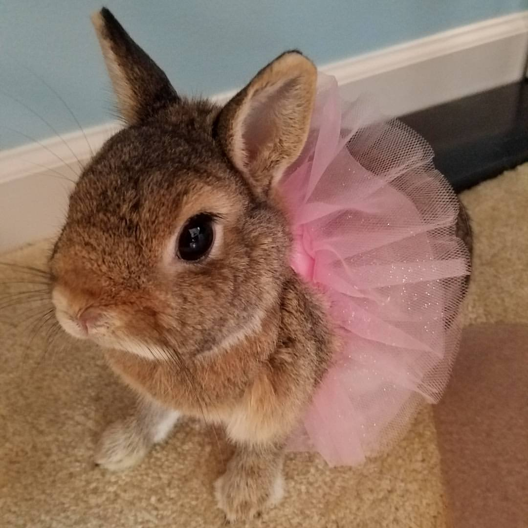 Plunder Bunny Instagram