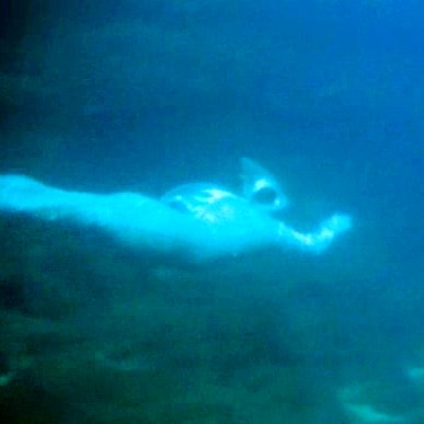 песни из человек амфибия слушать. песенка о морском дьяволе ноты. ихтиандр человек-амфибия фильм. песни из человек амфибия слушать. ихтиандр человек-амфибия фильм.