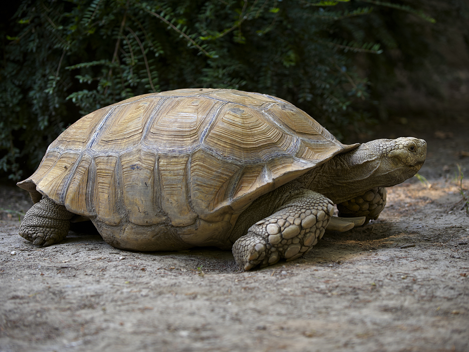 Turtle черепаха. Капская черепаха. Кольчатая горбатая черепаха. Какуана черепаха. Мадагаскарская клювогрудая черепаха.