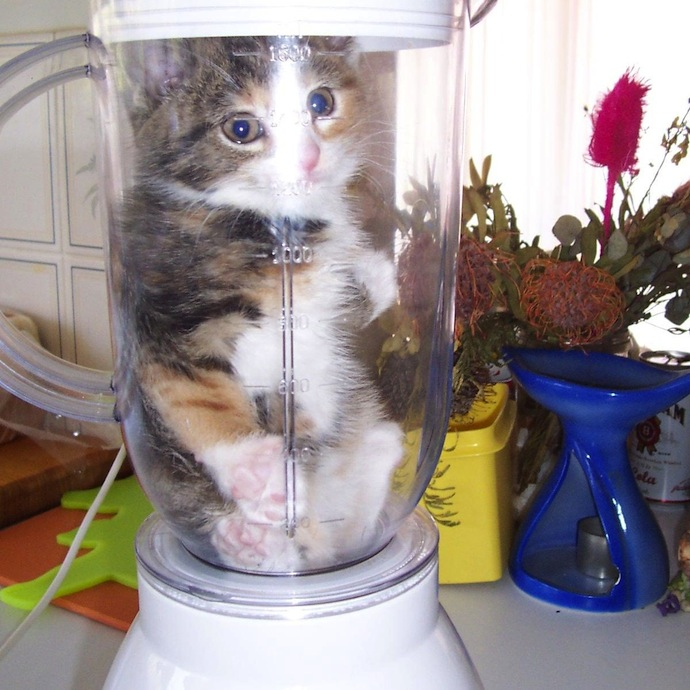 Включи мемы с котами Пин от пользователя Наташа Корюкина на доске Кот Кошачьи мемы, Смешные котята и