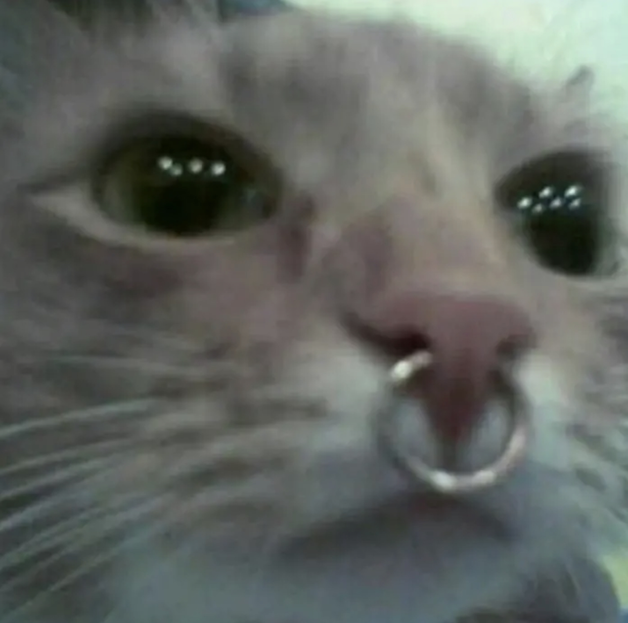 Коты с носом