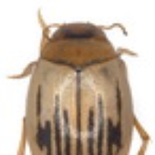 Hydrochus için avatar