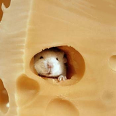 Avatar for cheeseyesplease