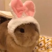 gebryel 的头像