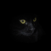 Avatar for darkcat_pl