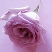 laavendermanna 的头像