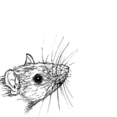 Ratom_quellies 的头像